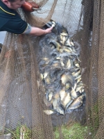 Fish removal in drought conditions