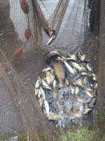 Fish removal in drought conditions