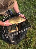 Fish removal in drought conditions