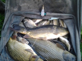Fish transfer - click to enlarge Fish transfer