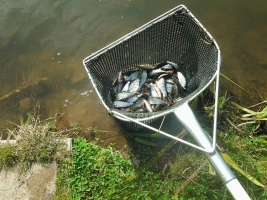 Fish census & relocation - click to enlarge Fish census & relocation