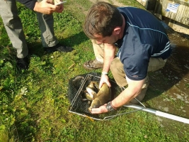 Fish census & relocation - click to enlarge Fish census & relocation