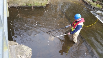 Electro fishing removal of fish due to emergency works - click to enlarge Electro fishing removal of fish due to emergency works