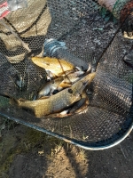 Fish Removal and Drain Down at Heaton Park - <p>Recent fish removal and drain down at Heaton Park, Manchester March 2025</p>