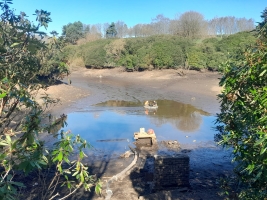 Fish Removal and Drain Down at Heaton Park - <p>Recent fish removal and drain down at Heaton Park, Manchester March 2025</p>