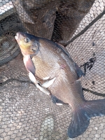 Fish Removal and Drain Down at Heaton Park - <p>Recent fish removal and drain down at Heaton Park, Manchester March 2025</p>