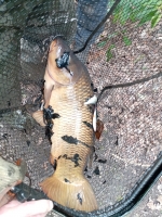 Fish Removal and Drain Down at Heaton Park - <p>Recent fish removal and drain down at Heaton Park, Manchester March 2025</p>