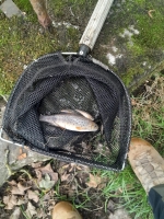 Fish Rescue & Relocation for Powys County Council - <p>Fish rescue and relocation in September 2025 for Powys County Council due to river works</p>